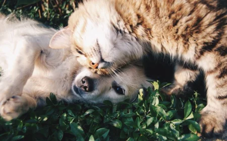 What do you know about animals?